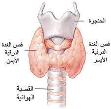 الغدة الدرقية: ما ينفعها و ما يضرها