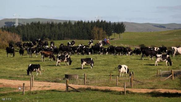 نيوزيلندا.. اعتقال رجل أعمال هدد بتلويث حليب للأطفال