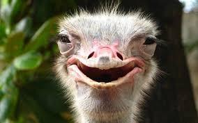 الك معلومات عن النعامة قد يكون اغلبنا لم يعرف بها