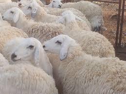 نفوق أغنام جراء انهيار أتربة فوق مغارة شرق بيت لحم