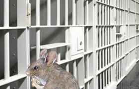 إدارة سجون الاحتلال تعلن حظر التجوال في سجون الجنوب