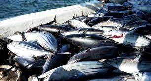 نقيب الصيادين: المنخفض الأخير جذب السردين وقليلا من الدنيس وليس كما يتداول الفيسبوكيون