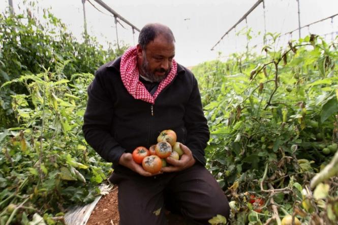 باحثون من غزة ينتجون مبيدًا للقضاء على "حافرة الطماطم"